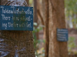 Trees 9 - buddhism buddhist temple dhamma thai truths thailand sayings ...