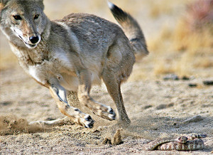 Desert Coyote Animals