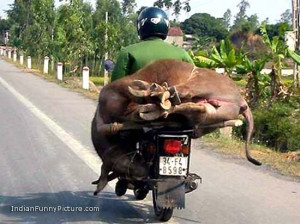 funny-indian-road-transport-indian-funny-pictures.jpg