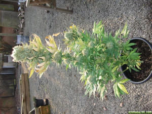 They could have had another week to mature fully but once i spotted ...