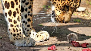 ... grabbed at scraps of meat thrown into the African Leopard's enclosure
