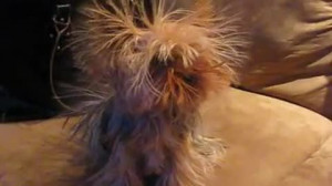 Electric Yorkie Bought a microfiber couch and never considered how ...