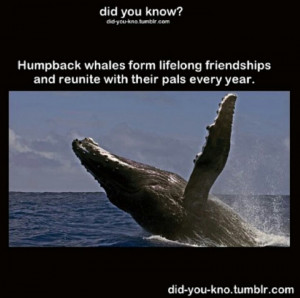 Pinned by Stellar L.