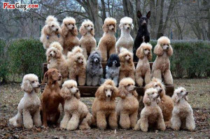 ... family funny family animal funny gosip hindi funny family tree sayings