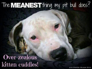 Pitbull with Captions