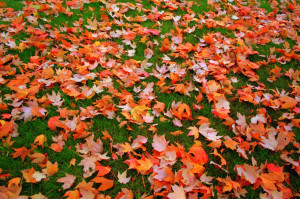 Copyright 2012 Reflections Meditation Guided Meditation. All rights ...