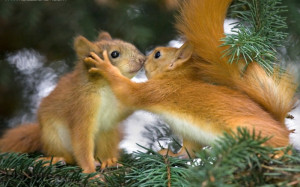 Cute, Funny, Hungry Squirrels Say Fall is Here [60 Pics]