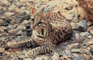 ... cat, Ocelot . The Ocelot cats live wild in Central and South America