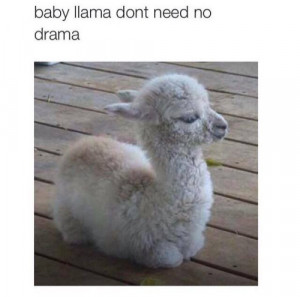want a llama; there’s no drama for the llama.