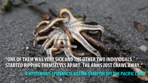 Why are starfish dying off the Pacific Coast? The reporters who broke ...
