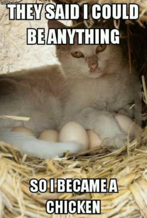 ... Page 16/22 from Funny Pictures 1599 (Chicken Cat) Posted 4/16/2014