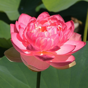 Pink Flowering Lotus Mrs Perry Slocum, a beautiful double flowering ...
