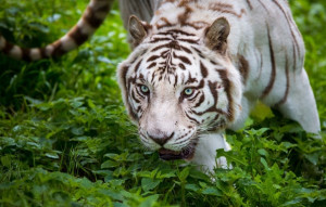 white tiger white tiger cat predator jpg