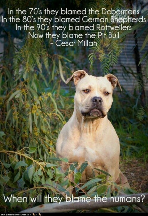when will they blame the humans # cesarmillan # pitbulls