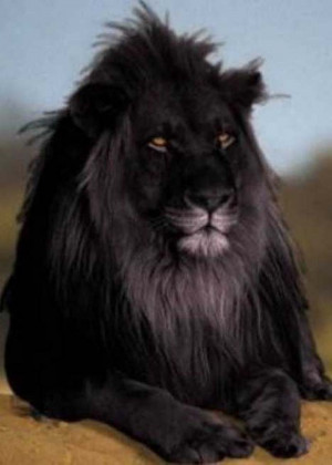 この黒いライオンは加工されたものだが、このよう ...