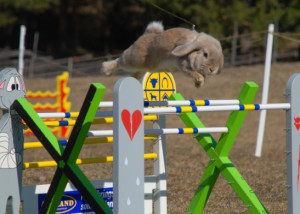 http://en.wikipedia.org/wiki/Rabbit_show_jumping