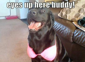 dog animal animals bra funny pics pictures pic picture image photo ...