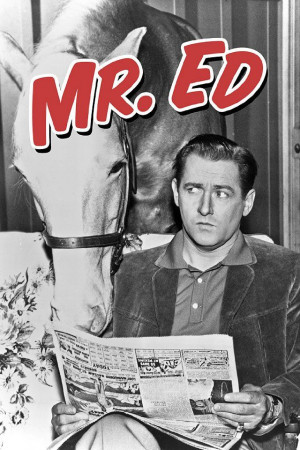 Mr. Ed is a horse, of course, an incredible talking horse, of course ...