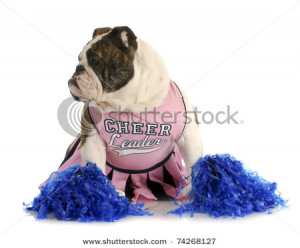 ... of an English Bulldog Dressed up As a Cheerleader – Stock Photo