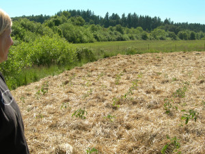 building soil, conserving water and producing great tasting tomatoes