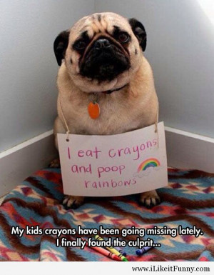 funny-dog-sign-crayons-shame-rainbows
