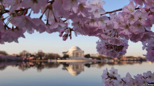 Cherry blossoms frame a view of the Jefferson Memorial in Washington ...