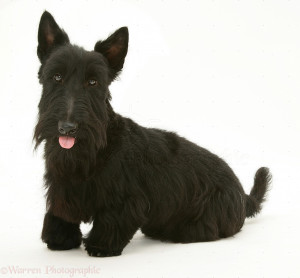 wp10355 scottish terrier angus with his tongue out