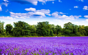 Purple lavender field Wallpapers Pictures Photos Images