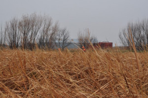 Pheasant Hunting Land