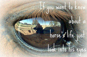 Quotes About Horses Eyes