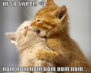 Cute Funny Kittens