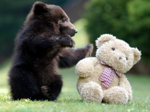 bear-cub-playing-with-teddy-bear-big.jpg