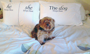... cheer this year with a truly unique gift: Dog SnorZ Pillowcases