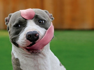 dog, funny, tongue
