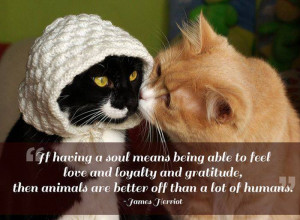 quotes about pets after reading these quotes you will love your pet ...