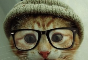 ... the only thing hipsters love more than horn rimmed glasses is cats