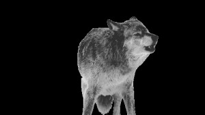 gif snow pretty Black and White wolf beautiful white black animal wow ...