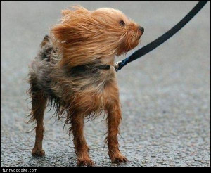 Windy Day Quotes Windy-dog.jpg