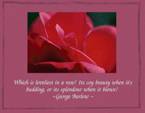Lovely red rose quotes
