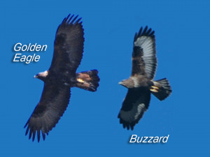 Quotes Using A Buzzard And Eagle ~ Ben Brode on 2014.9.22 Buzzard Nerf