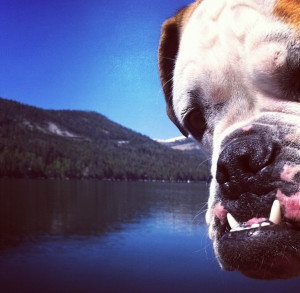 Funny Bull Dog Photo Bomb Scenic Lake Photo Picture