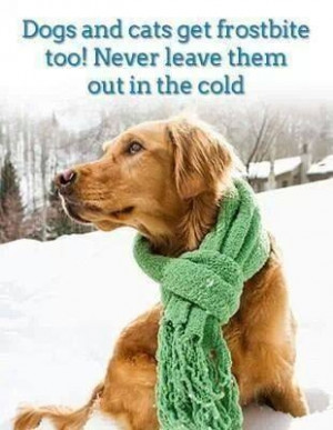 Never leave pets outside in the cold!