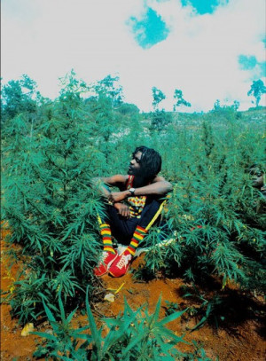 weed ganja cannabis herb 420 rasta reggae jamaica roots peter tosh