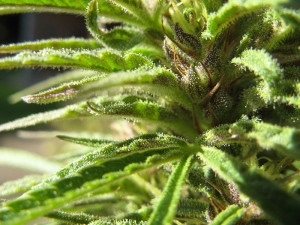 Cannabis medicine Wikimedia Image