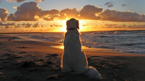 Dog on Beach at Sunset HD Wallpaper