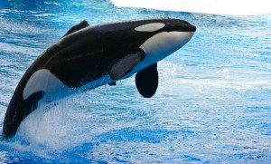 ... killer whales within the state and blocking the import of orca semen