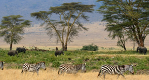 La savana africana destinata a trasformarsi in foresta