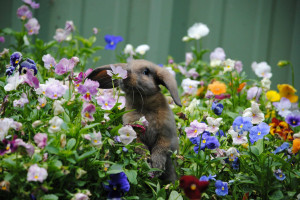 Bunny that looks like Thumber from Bambi, smelling flowers