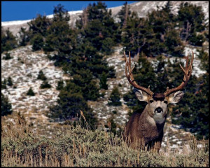 Henry Mountains Mule Deer