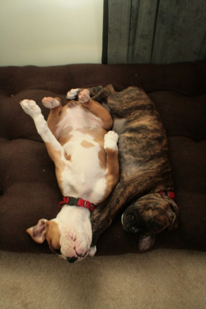 exhausted boxer puppies, sleeping boxer puppies: Exhausted Boxers ...